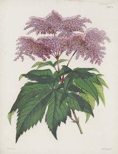 Die Handförmige Spiraea, Spiraea Palmata von English School